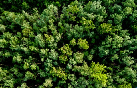 plant, groundcover wallpapers