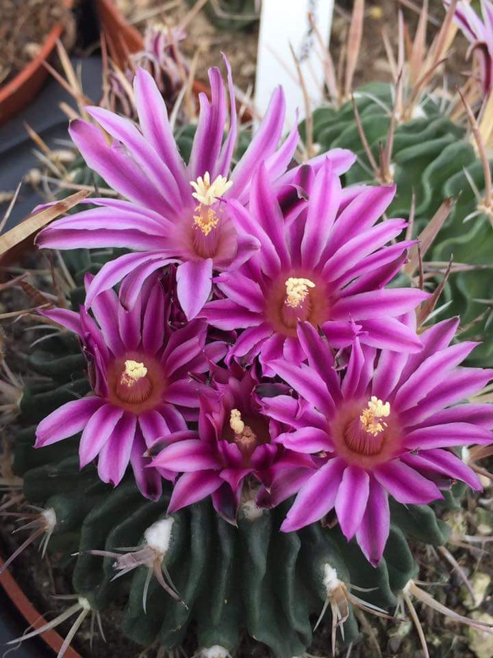 Cactus