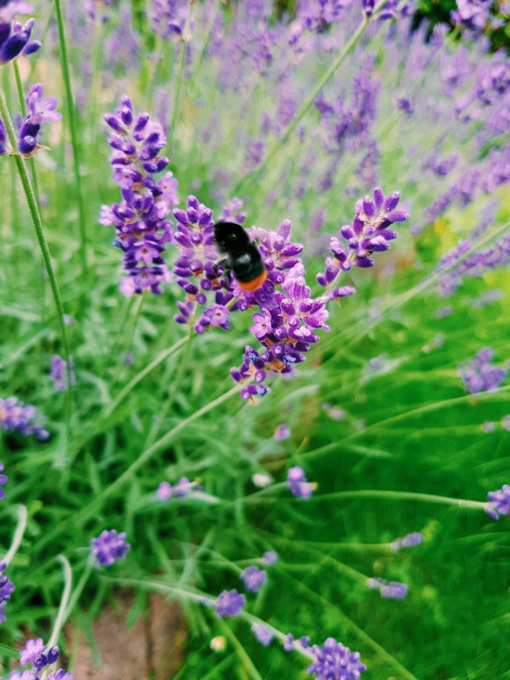 Hummel