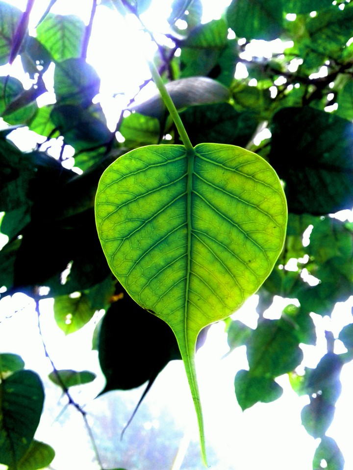 green leaves