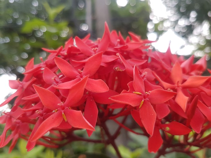 flower