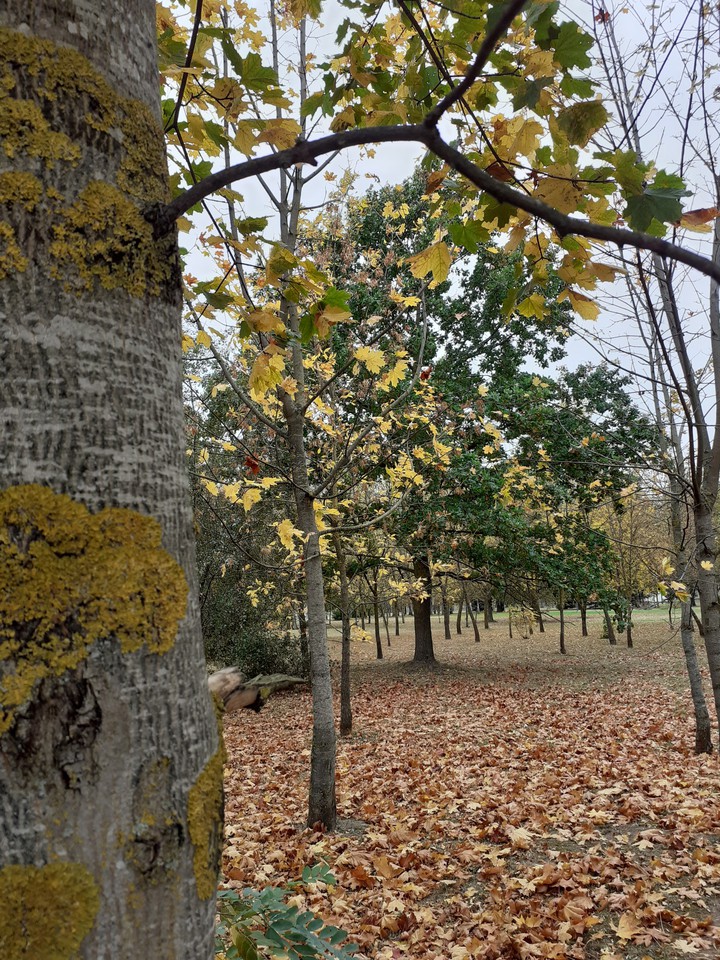 Autumn