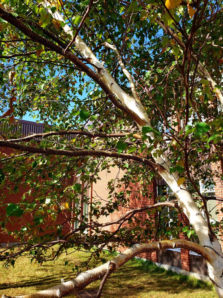 tree