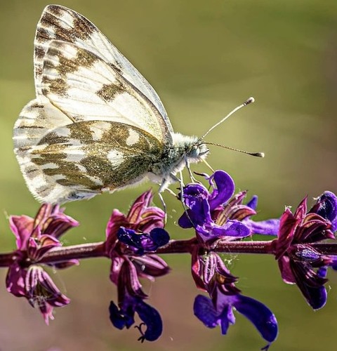 sfondi lepidoptera, pontia