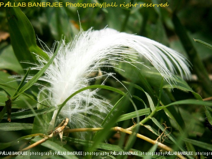 White Feather