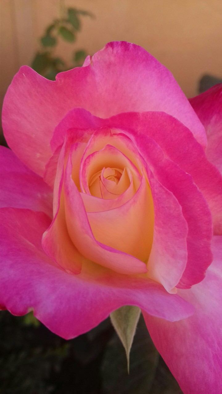 Rose in the garden