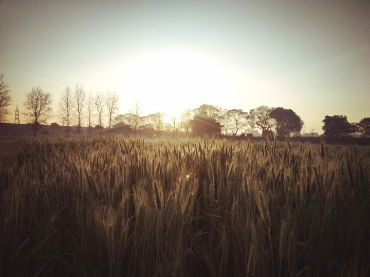 rejuvenating mornings