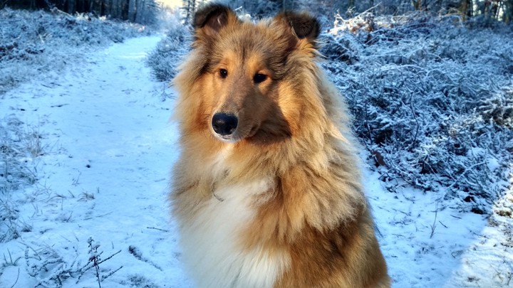 This is a collie. His name is Martin.