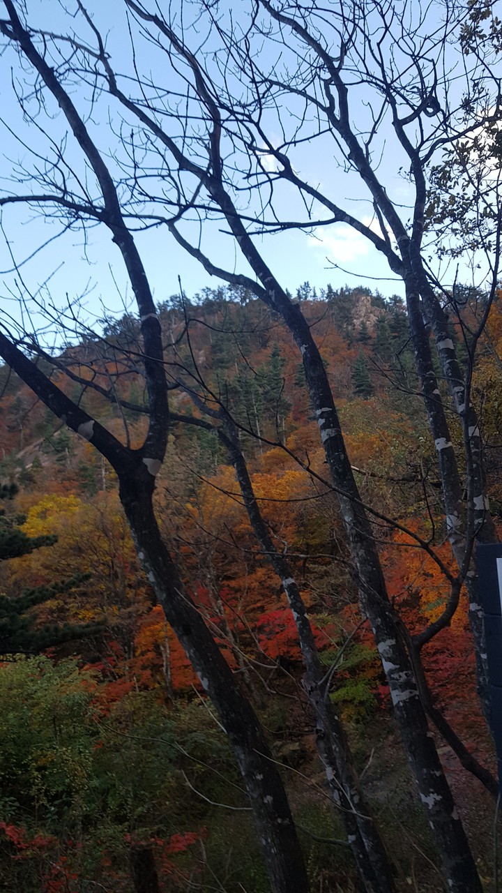 trees