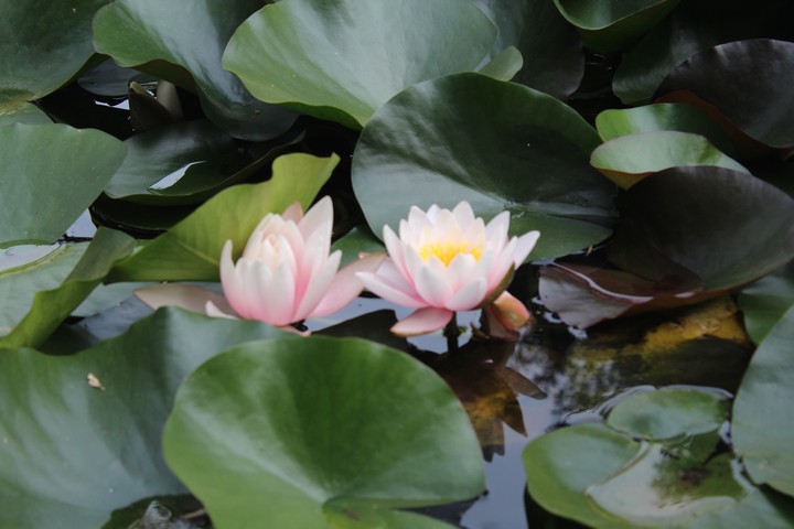 lotus flowers