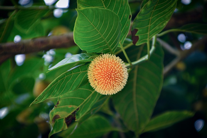 Kadamba Flower
