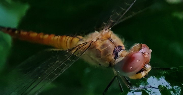 monsoon magical fly
