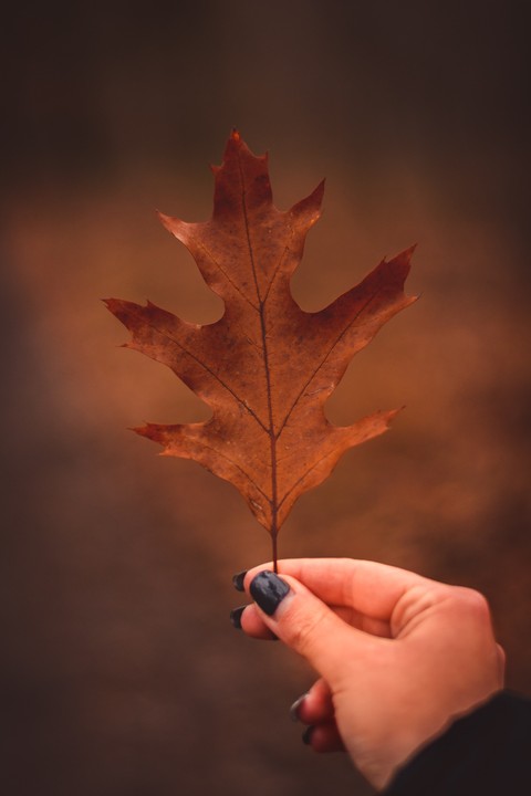 Autumn, Maple wallpapers