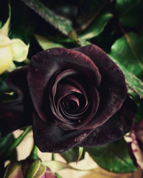 Beautiful Rose