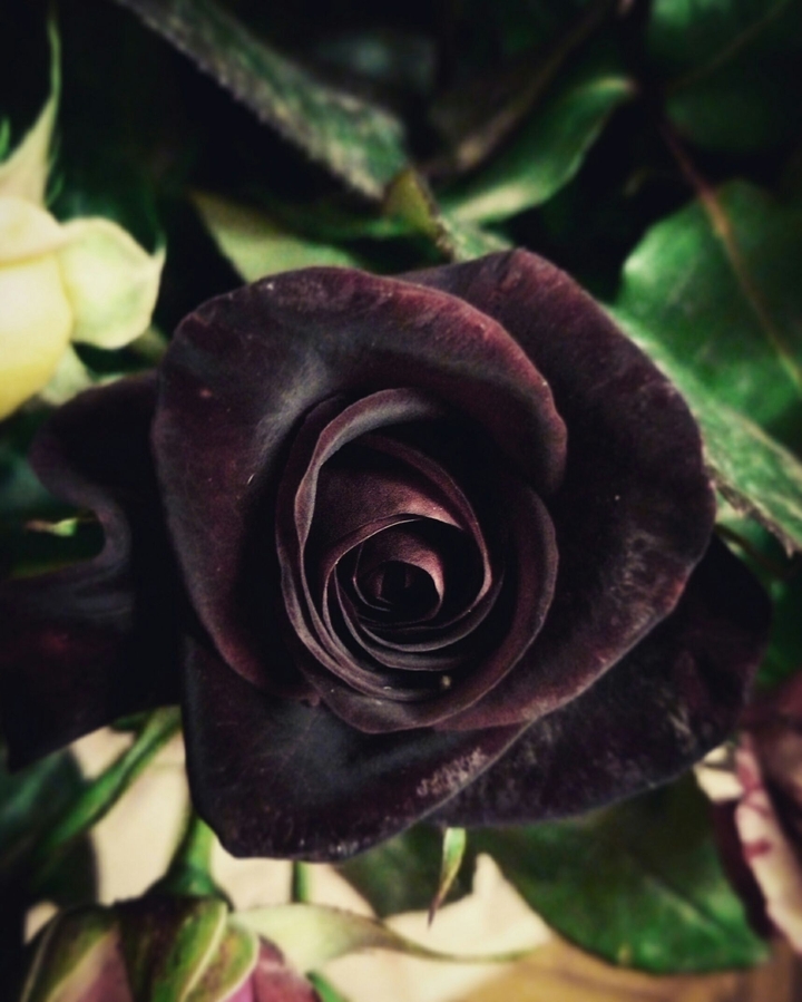 Beautiful Rose