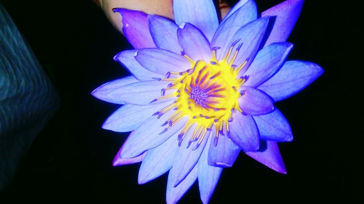 Dahlia Flower :)