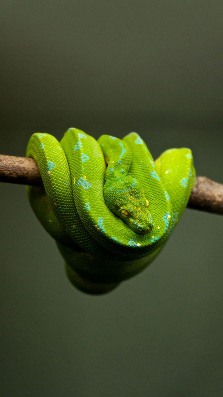 Green tree python