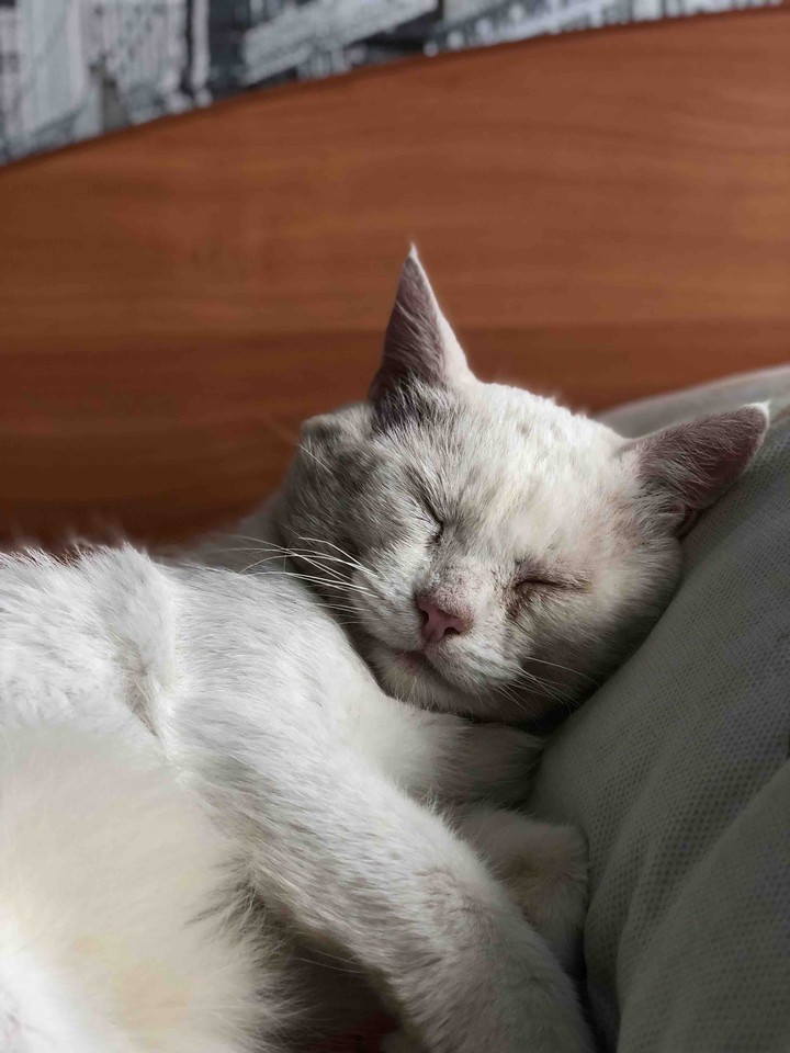 cat