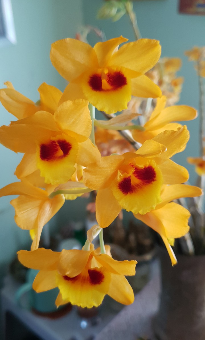 local orchids