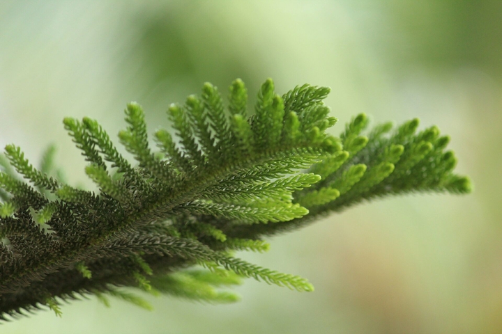fern tree leaves