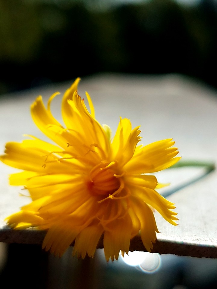 Yellow Flower 3