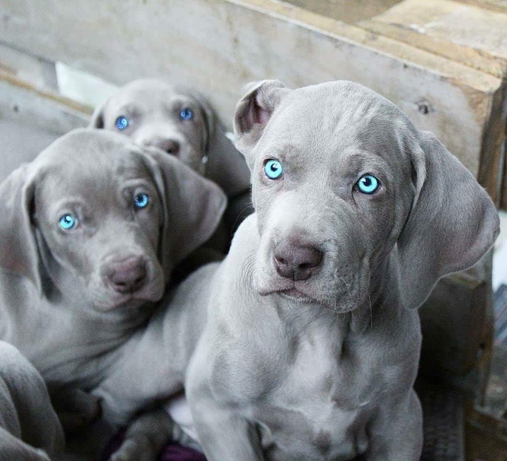 Dog 