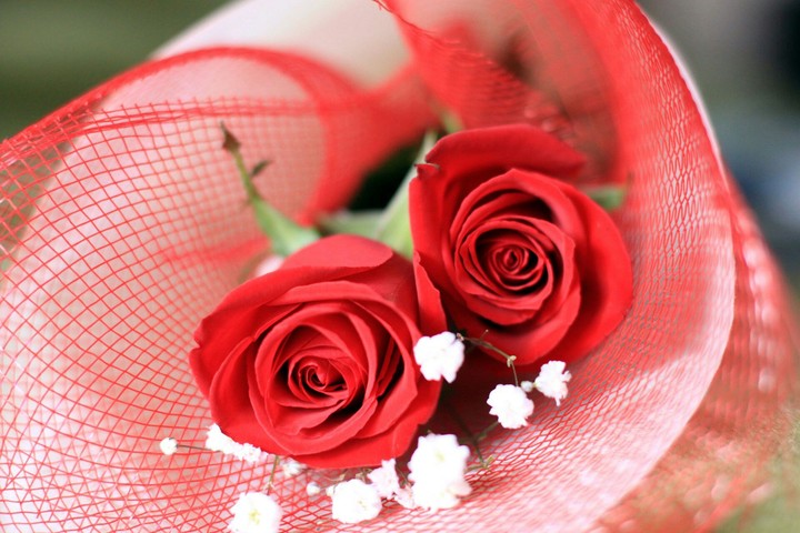 Red rose