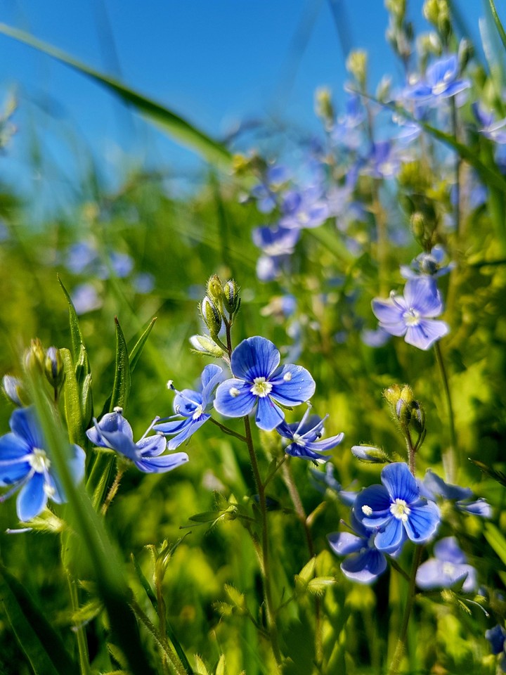 some blue flowers