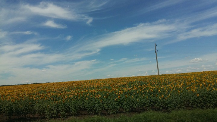 Sunflowers