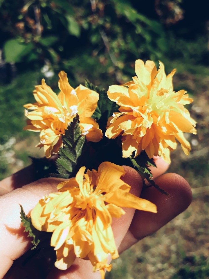 Flower