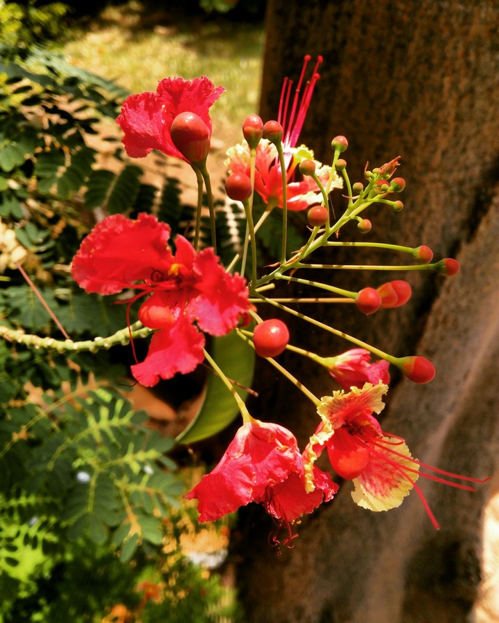 red flower