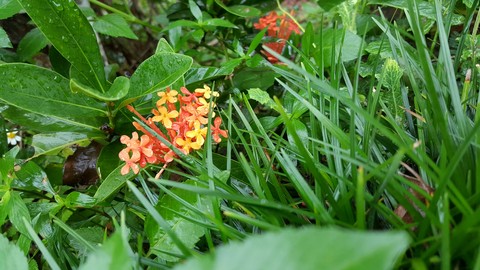 Tiny flower