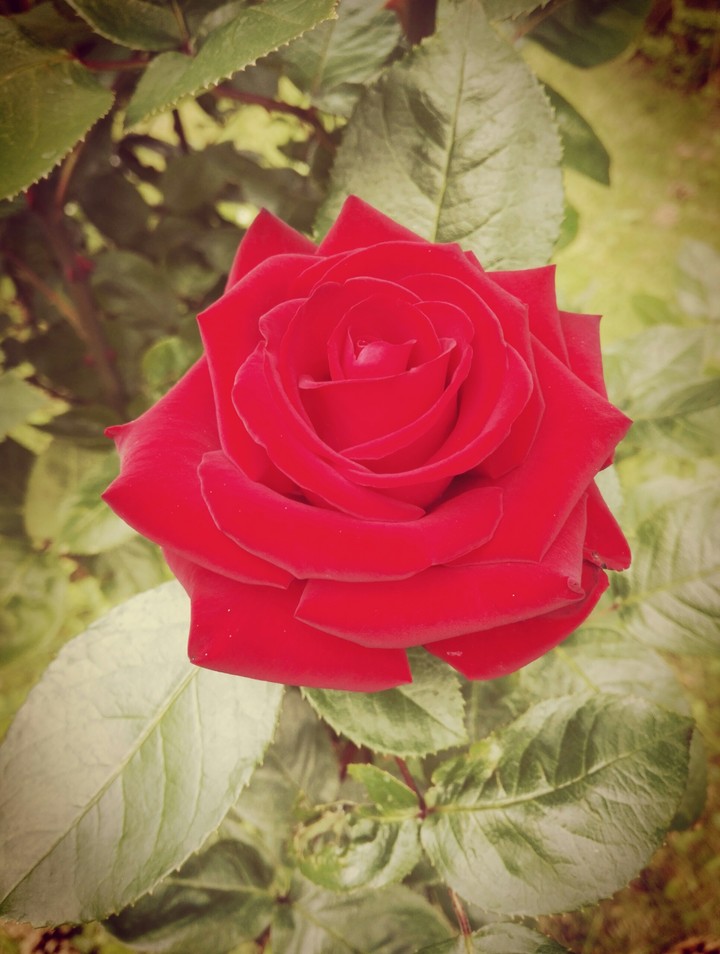 Retro-rose