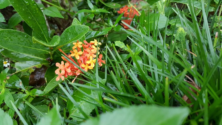 Tiny flower