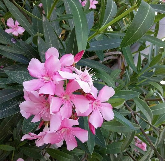 @sevincagayeva