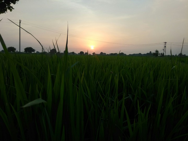 fields