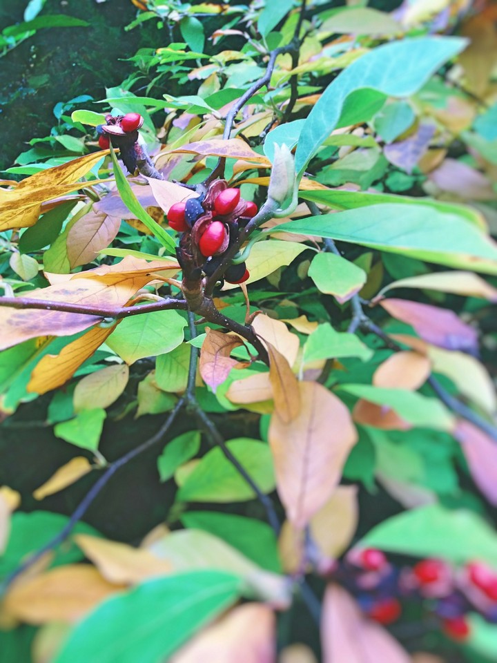 c'est l'automne