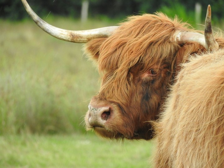 cow