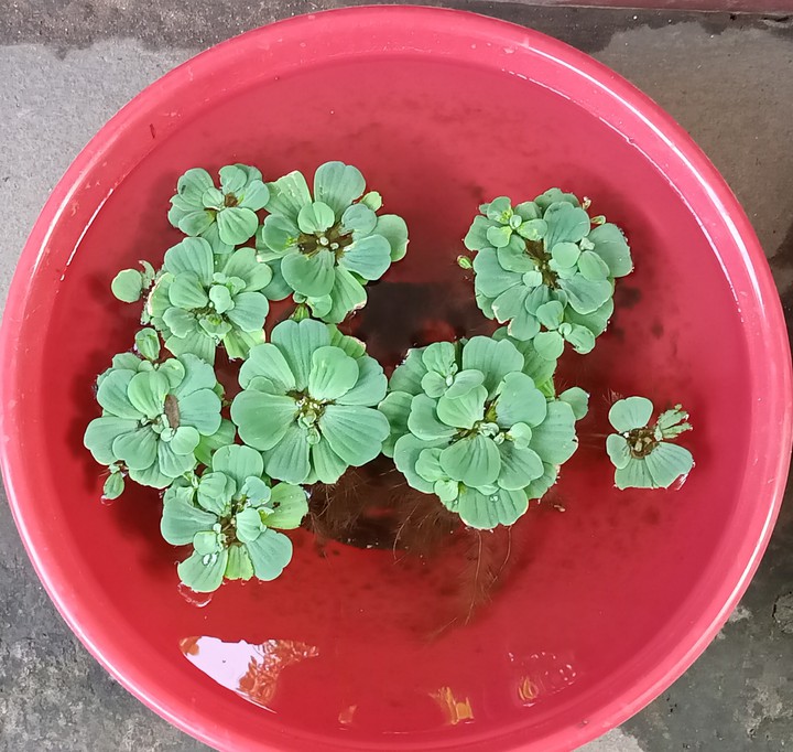 water lettuce