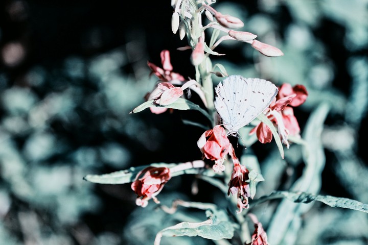 butterfly