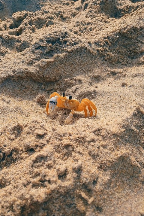 tapety Crustacean, Carnivore