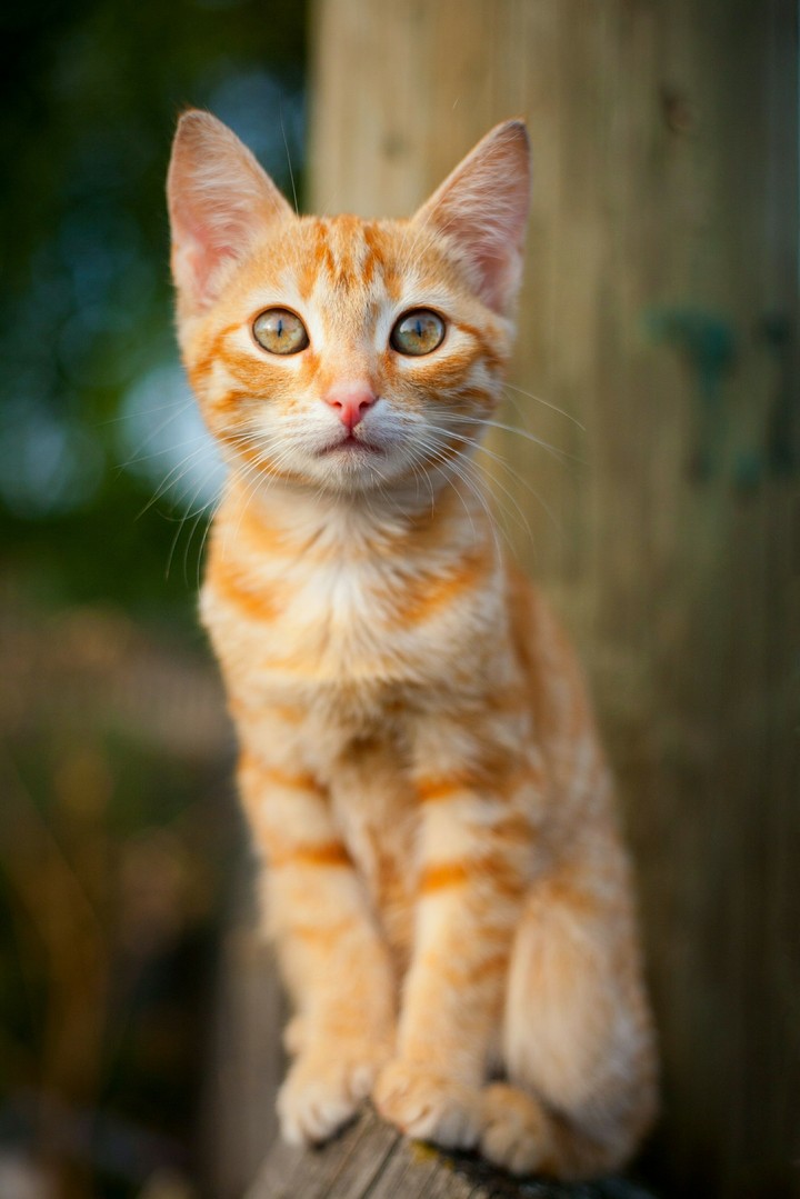 red kat