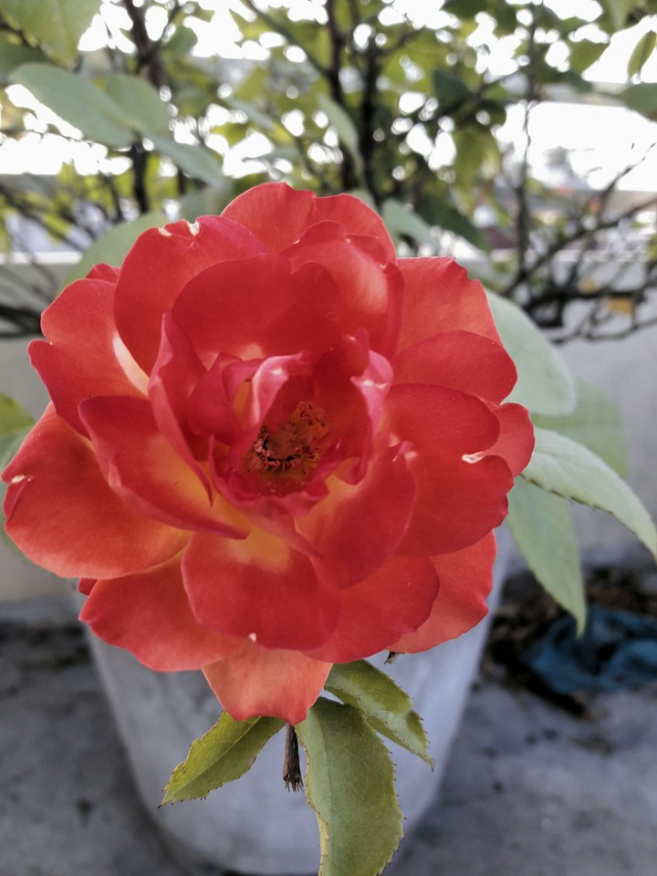 maroon rose