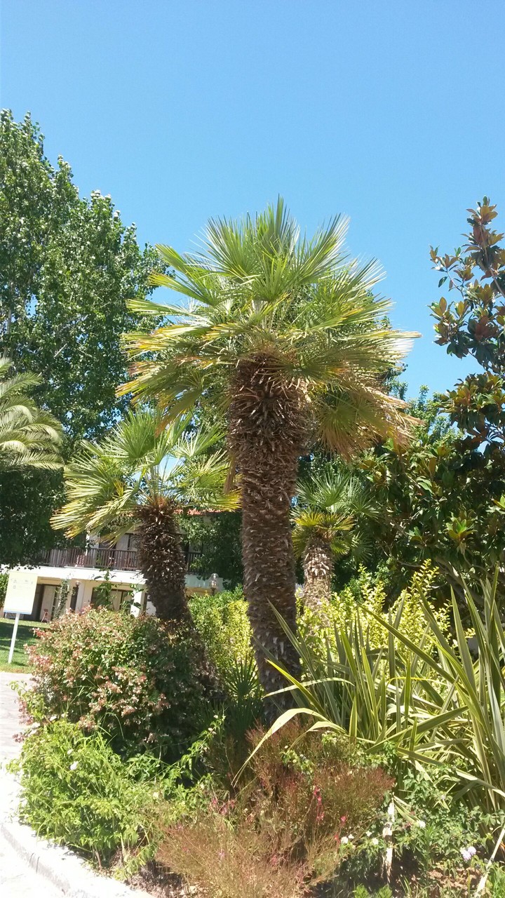Palmy