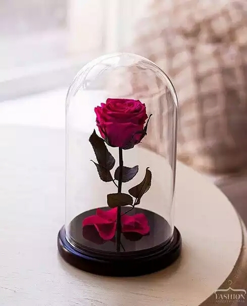 rosa