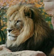 ~LION~