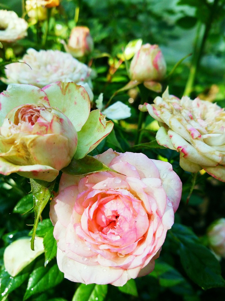 Roses