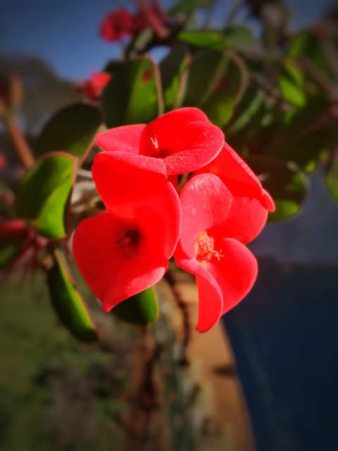 red flowers