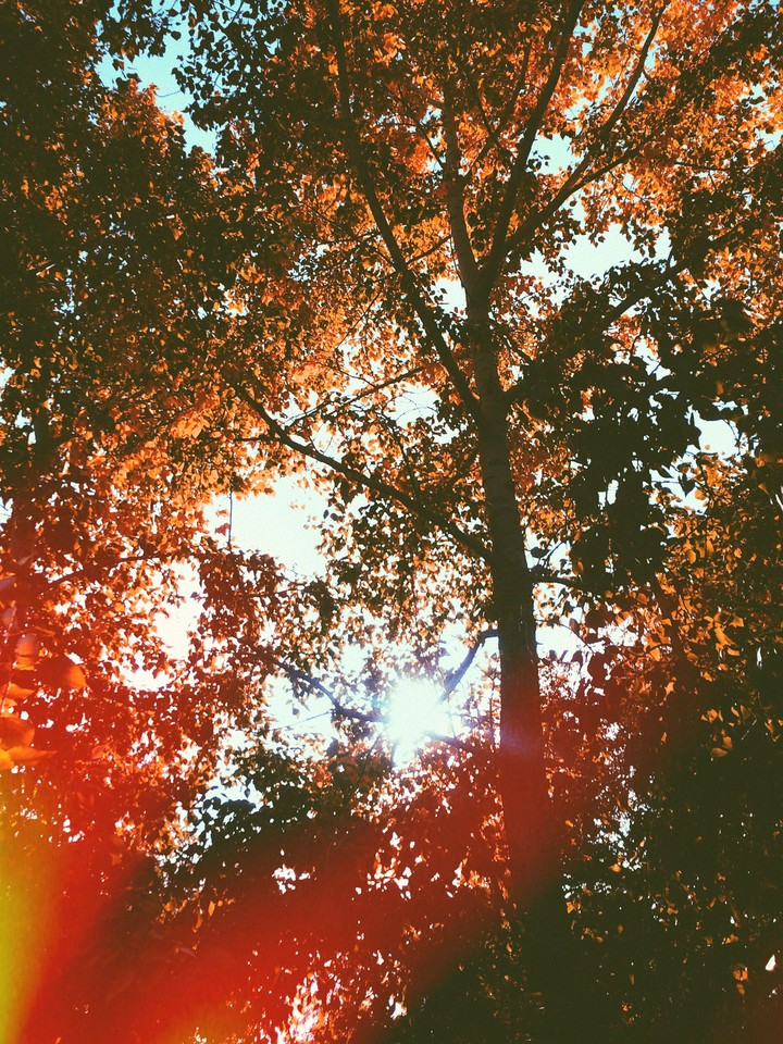 autumn sun