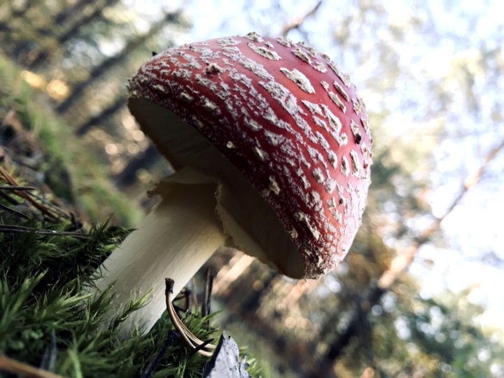 mushroom